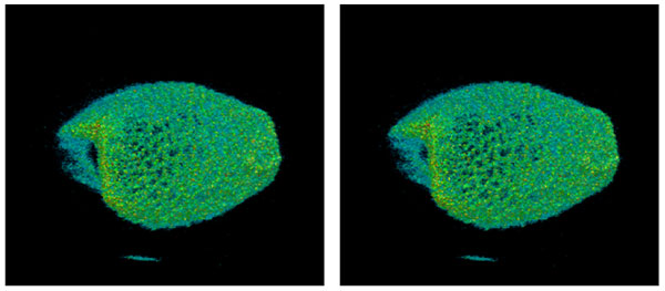 Figure-1-pollen