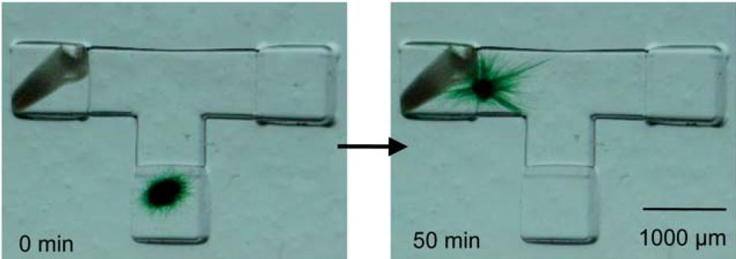 Lab-on-Chip-Phormidium-Gliding